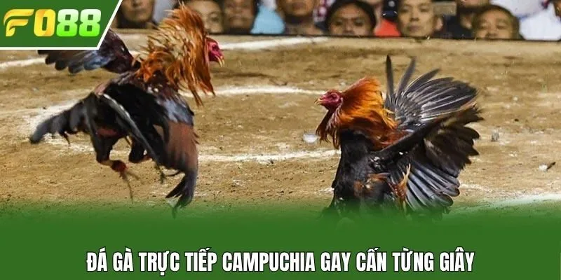 Đá gà trực tiếp Campuchia gay cấn từng giây