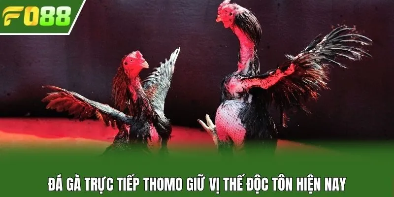 Đá gà trực tiếp Thomo giữ vị thế độc tôn hiện nay